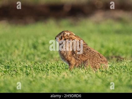 Un lièvre brun sauvage mis en évidence par le soleil du soir , assis prêt à courir dans le champ de blé des agriculteurs .Suffolk, Royaume-Uni . Banque D'Images