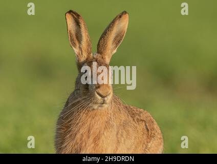 Un lièvre brun sauvage ( Lepus europaeus) mis en évidence par le soleil du soir , assis dans le champ de blé des agriculteurs . Suffolk, Royaume-Uni . Banque D'Images