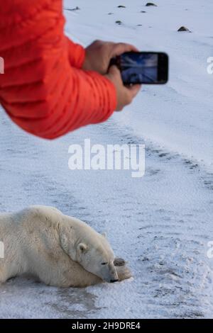 Canada, Manitoba, Churchill.Tourisme en buggy de toundra prendre une photo de l'ours polaire avec téléphone cellulaire (SAUVAGE : Ursus maritimus) Banque D'Images
