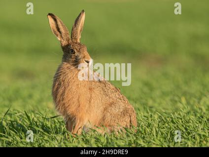 Un lièvre brun mis en évidence par le soleil du soir , assis dans le champ de blé des agriculteurs .Suffolk, Royaume-Uni . Banque D'Images