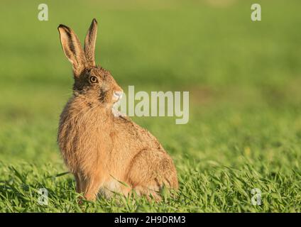 Un lièvre brun sauvage mis en évidence par le soleil du soir , assis dans le champ de blé des agriculteurs .Suffolk, Royaume-Uni . Banque D'Images