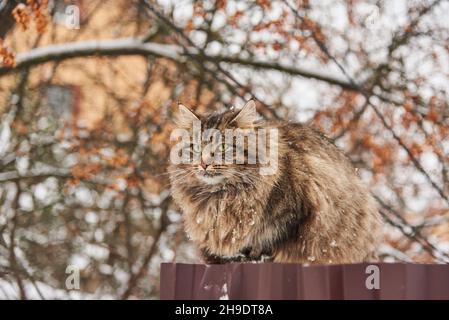 Un gros chat tacheté se trouve sur une clôture près d'une maison de village par une journée d'hiver nuageux. Banque D'Images