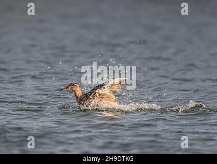 Une femelle Mallard maling beaucoup d'éclaboussures tout en prenant un bain sur un réservoir de ferme, Suffolk UK Banque D'Images