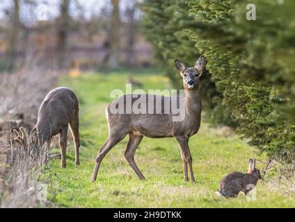 Une paire de Roe Deer sur le bord de la plantation d'arbres de Noël avec un lapin et un lièvre en arrière-plan .Suffolk, Royaume-Uni Banque D'Images