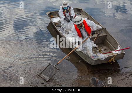 Une équipe de nettoyage débarque de l'huile dans le marais Talbert, qui abrite de nombreux oiseaux et animaux sauvages.On estime que 127,000 gallons de pétrole brut ont fui un derrick pétrolier Banque D'Images