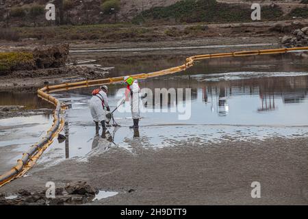 Une équipe de nettoyage débarque de l'huile dans le marais Talbert, qui abrite de nombreux oiseaux et animaux sauvages.On estime que 127,000 gallons de pétrole brut ont fui un derrick pétrolier Banque D'Images