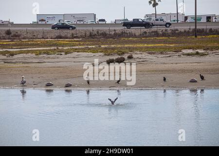 Les oiseaux restent sur le rivage loin de la nappe d'huile dans le marais Talbert, excitent pour un oiseau qui rabats ses ailes dans un effort pour enlever l'huile.Un estim Banque D'Images