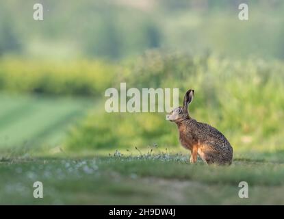 Un lièvre brun sauvage s'est assis dans un pré de pâquerettes sur fond vert de champs de fermiers et de verger .Suffolk, Royaume-Uni. Banque D'Images