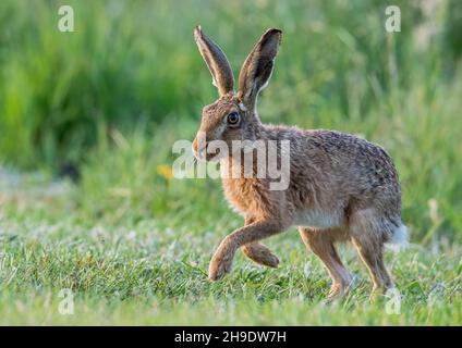 Gros plan d'un gros lièvre brun adulte fort, en direction de l'appareil photo.Montrant clairement les détails des yeux, des oreilles, des whiskers etc Suffolk, Royaume-Uni. Banque D'Images