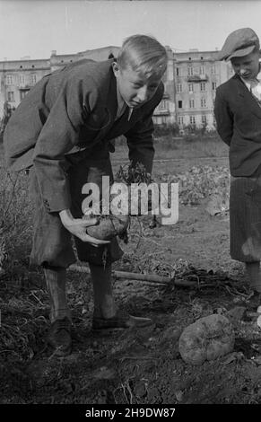 Varsovie, 1947-10.Synowie Kazimierza Krzy¿owskiego z okaza³ymi burakami, które wyros³y na dzia³ce ich ojca na Mokotowie. wb/gr PAP Dok³adny dzieñ wydarzenia nieustalony.Varsovie, octobre 1947.Fils de Kazimierz Kazimierz Krzyzowski avec des betteraves parfaitement cultivées de la parcelle de terre de leur père à Mokotow. wb/gr PAP Banque D'Images