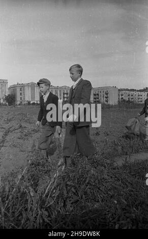 Varsovie, 1947-10.Synowie Kazimierza Krzy¿owskiego nios¹ W koszu okaza³e ziemniaki z dzia³ki ojca na Mokotowie. wb/gr PAP Dok³adny dzieñ wydarzenia nieustalony.Varsovie, octobre 1947.Fils de Kazimierz Krzyzowski transportant des pommes de terre de la parcelle de jardin de leur père dans le district de Mokotow. wb/gr PAP Banque D'Images