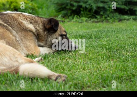 Le chien Mongrel repose sur l'herbe verte.Chien errant reposant sur la pelouse. Banque D'Images