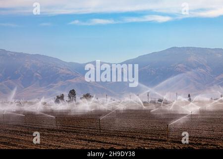 Cultures irriguées près de Bakersfield, comté de Kern, Californie, États-Unis Banque D'Images