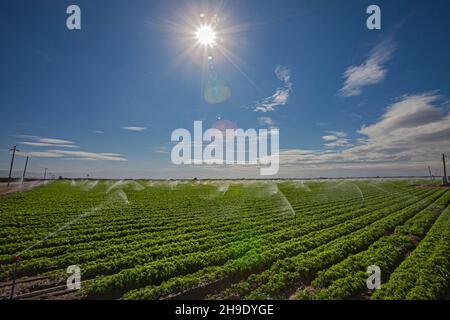 Champ de culture irrigué près de Bakersfield, comté de Kern, Caliornia, États-Unis Banque D'Images