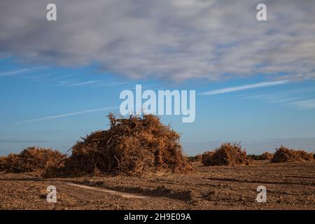 Brosse dégagée sur le terrain près de Bakersfield, Kern Couny, Californie, États-Unis Banque D'Images