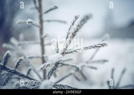 Branches d'épinette dans le gel et la neige en hiver.Arrière-plan d'hiver.Temps gelé en décembre. Banque D'Images