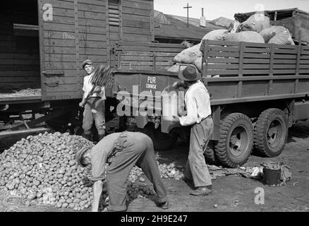 Gdañsk, 1947-10.Przyjazd rapatriantów ze wschodu.za³adunek ziemniaków na ciê¿arówkê. ps/gr PAP Dok³adny dzieñ wydarzenia nieustalony.Gdansk, octobre 1947.Les poteaux rapatriés de l'est arrivent à Gdansk.Photo : chargement de pommes de terre sur un camion. ps/gr PAP Banque D'Images