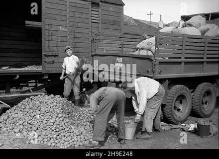 Gdañsk, 1947-10.Przyjazd rapatriantów ze wschodu.za³adunek ziemniaków na ciê¿arówkê. ps/gr PAP Dok³adny dzieñ wydarzenia nieustalony.Gdansk, octobre 1947.Les poteaux rapatriés de l'est arrivent à Gdansk.Photo : chargement de pommes de terre sur un camion. ps/gr PAP Banque D'Images