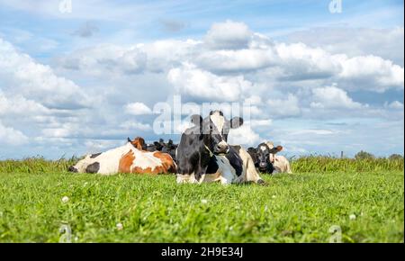 Bouquet de jeunes vaches en soirée d'été douillettes ensemble comme un groupe dans la prairie, paisible et heureux Banque D'Images