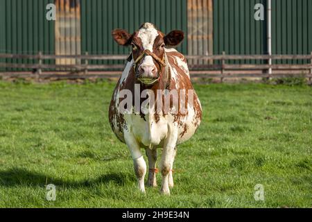 La vache enceinte avec corde autour du museau est debout avec jeune, dans une cour de ferme, avant entièrement en vue Banque D'Images