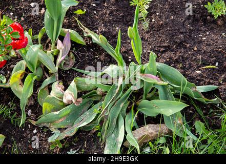 Botrytis tulipae est un champignon qui cause une maladie appelée feu de tulipes de tulipes de fleurs (Tulipa). Vue rapprochée des feuilles de tulipe endommagées au printemps. Banque D'Images