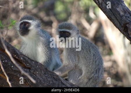 Gros plan de deux adorables singes de Vervet assis sur l'arbre Banque D'Images