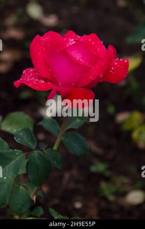 Rosier fleuri dans le jardin avec des fleurs rouges couvertes de gouttes de pluie, Sofia, Bulgarie Banque D'Images