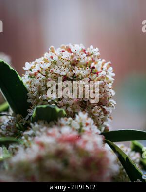 Gros plan sur les fleurs printanières parfumées du petit buisson à feuilles persistantes Skimmia japonica Banque D'Images