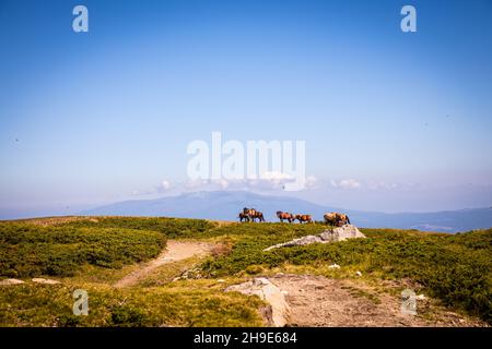 Troupeau de chevaux sur une colline en Bulgarie.Les chevaux se broutent dans les montagnes par une chaude journée de printemps.Ciel bleu, paysage magnifique.Photo de haute qualité Banque D'Images