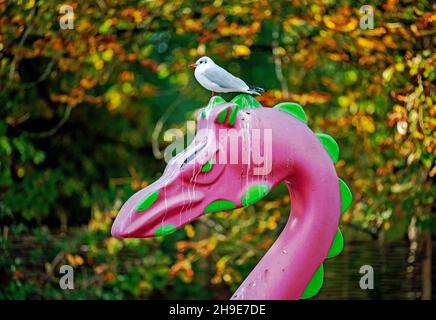 Mouette à tête noire en hiver, plumage sur la tête du pédalo dragon rose ou du pédalo le Boating Lake Alexandra Park London Borough of Haringey Banque D'Images