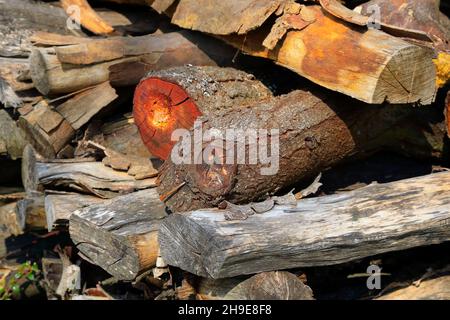 Pile de bois de chauffage qui a été recueilli et préparé pour un usage domestique. Banque D'Images