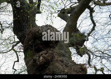 Un vieux arbre avec ses branches épaisses et tordues. Banque D'Images