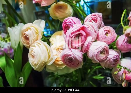 Coupe de beurre bordeaux asiatique (ranunculus asiaticus) de couleur blanche et rose dans un bouquet à Tokyo en magasin de fleurs Banque D'Images