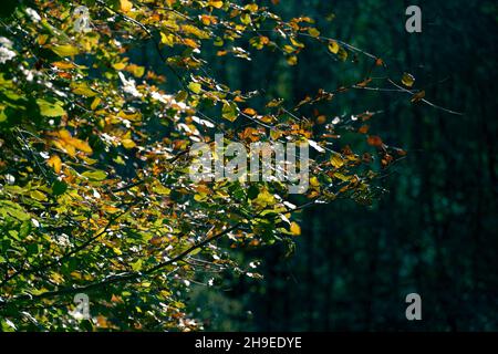 L'autum jaune laisse un éclairage sur une branche d'arbre Banque D'Images