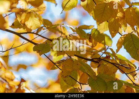 L'autum jaune laisse un éclairage sur une branche d'arbre Banque D'Images