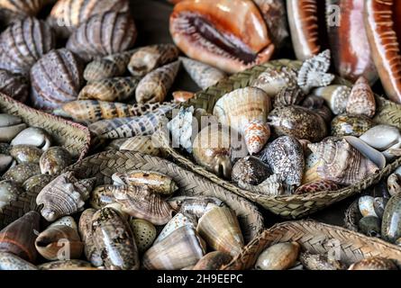 Diverses coques de mer polies exposées sur le marché de souvenirs de la rue Banque D'Images