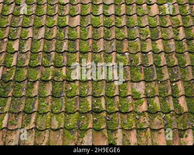 Vieux tuiles de toit avec des mousses qui poussent sur eux grille de motif, Vlieland, pays-Bas Banque D'Images