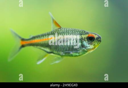 Hémigrammus erythrozonus ou tétra luminescent dans un aquarium planté Banque D'Images