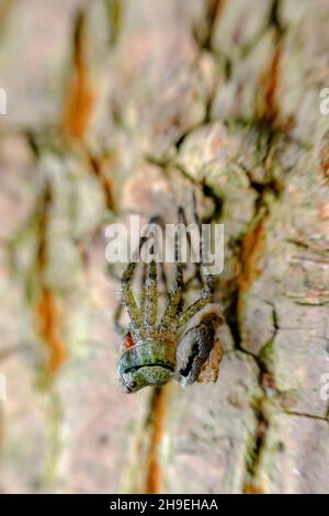 Macro-araignée de loup qui mue et se déversant de leur exosquelette Banque D'Images