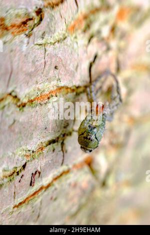 Macro-araignée de loup qui mue et se déversant de leur exosquelette Banque D'Images