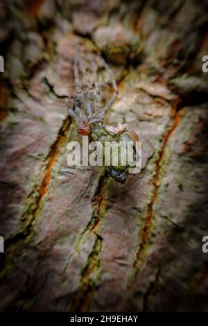 Macro-araignée de loup qui mue et se déversant de leur exosquelette Banque D'Images