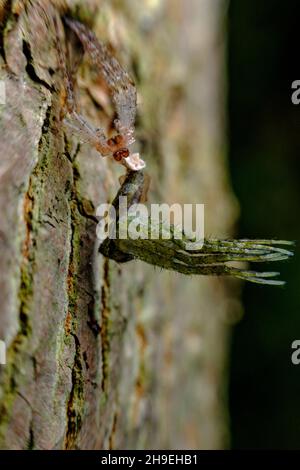 Macro-araignée de loup qui mue et se déversant de leur exosquelette Banque D'Images