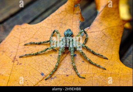 Macro araignée de loup repose les jambes après la mue fraîche Banque D'Images