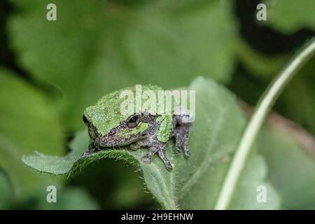 Petite grenouille d'arbre verte sur une feuille de géranium au printemps à St. Croix Falls, Wisconsin, États-Unis. Banque D'Images