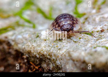 Violette Roly Poly Pill bug également connu comme une maison à bois dans l'habitat naturel Banque D'Images