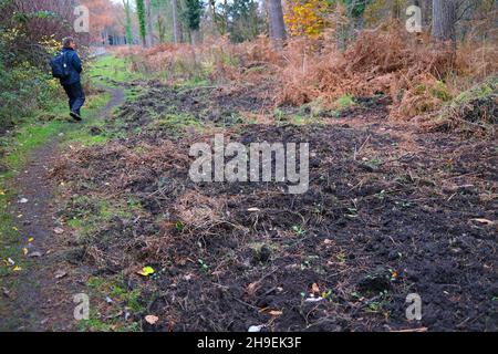 Novembre 2021 - preuve de la recherche de sangliers dans la forêt de Dean, Gloucestershire, Angleterre, Royaume-Uni, Banque D'Images