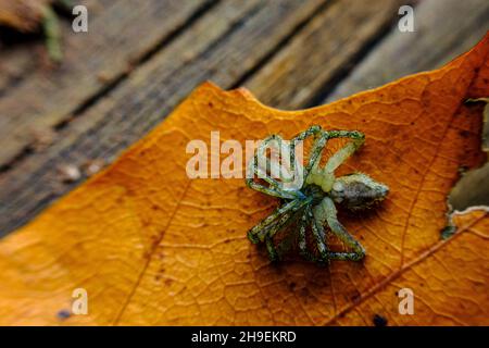 Araignée macro-loup posée sur le dos de la feuille d'automne après une mue réussie Banque D'Images