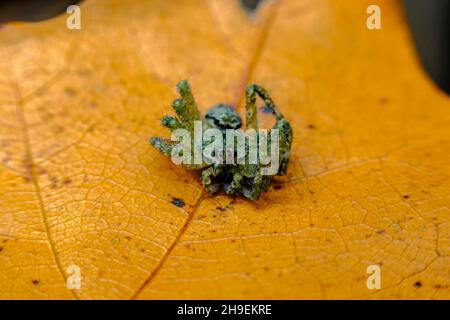 Araignée de loup macro après une mue d'automne réussie Banque D'Images