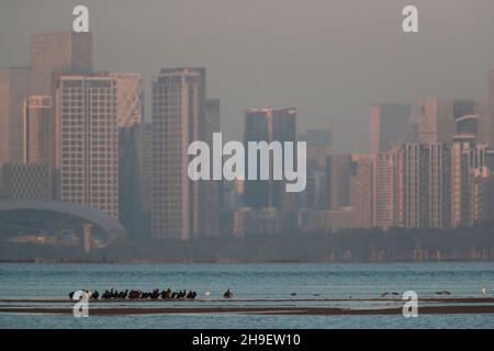 Les grands Cormorans (Phalacrocorax carbo) se baladant sur la rive de sable, Shenzhen City Behind, Deep Bay, vu de Mai po Boardwalk Hide, Hong Kong 2nd déc 2021 Banque D'Images