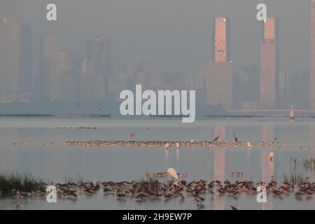 Goélands, aigrettes et waders en bordure de Deep Bay, vus de Mai po Boardwalk Hide, Hong Kong, Chine - Shenzhen haute-tour dans la distance 15th nov 2021 Banque D'Images